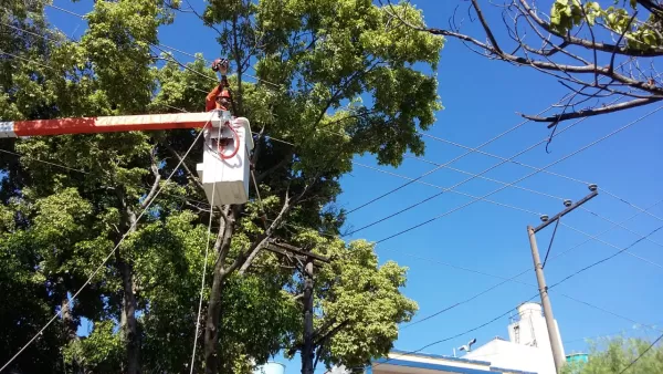 Serviço de poda de galhos altos Curitiba