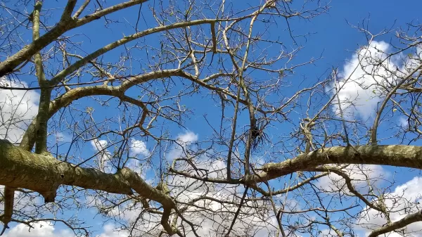 Poda de galhos secos em Curitiba
