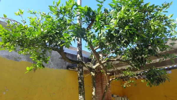 Poda de árvore em quintal Curitiba