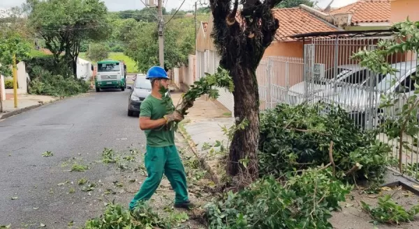 Poda de árvore em condomínio Curitiba