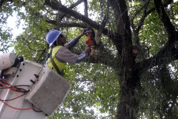Serviço de poda de árvores Mossunguê Curitiba