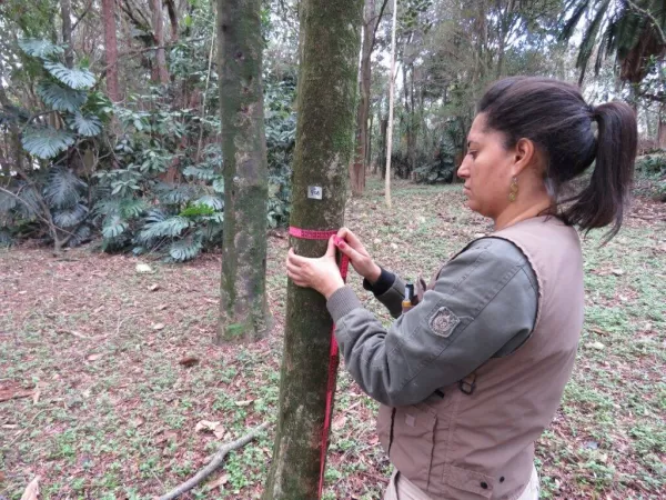 Como solicitar corte de árvore na prefeitura de Curitiba